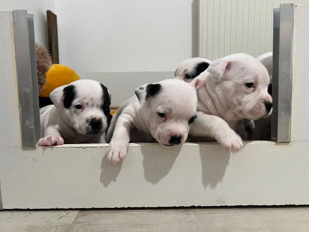 d'autumn shades - Chiots disponibles - Staffordshire Bull Terrier